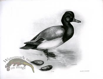 Bird 13   SCAUP DUCK